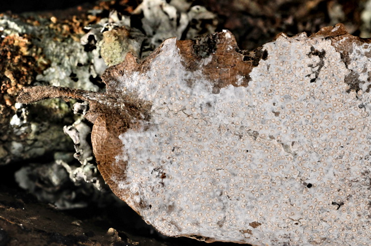 Non  ho idea cosa sia?